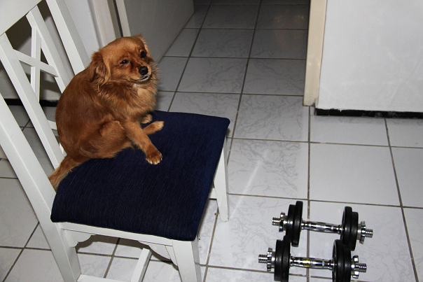 After watching the treadmill for 20 minutes, Sam thought it was about time to go and take a look at the dumbbells